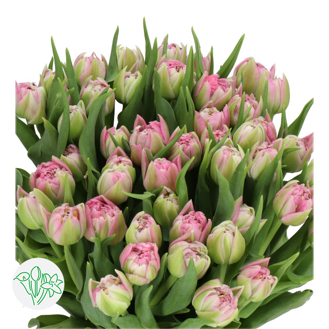 Tulip Dbl Dressing holl