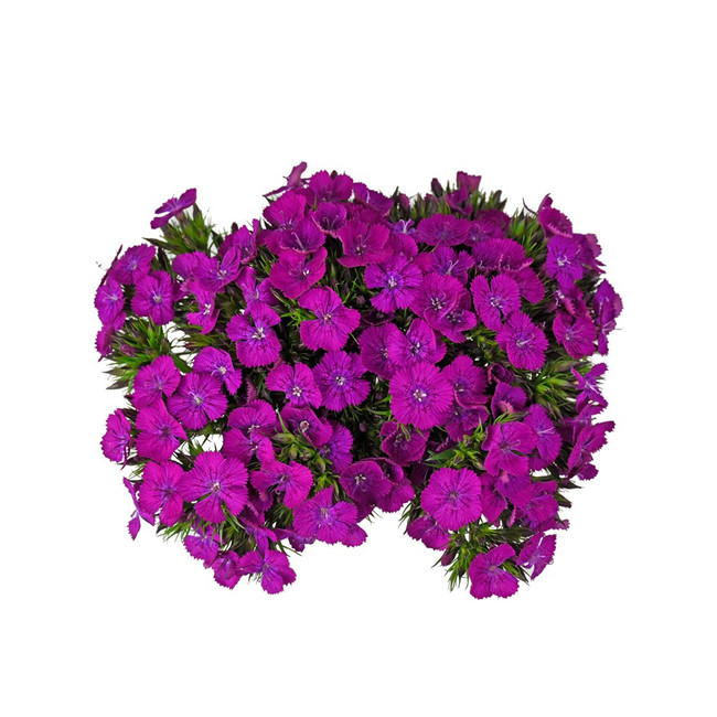 Dianthus Gypsy Purple mellano