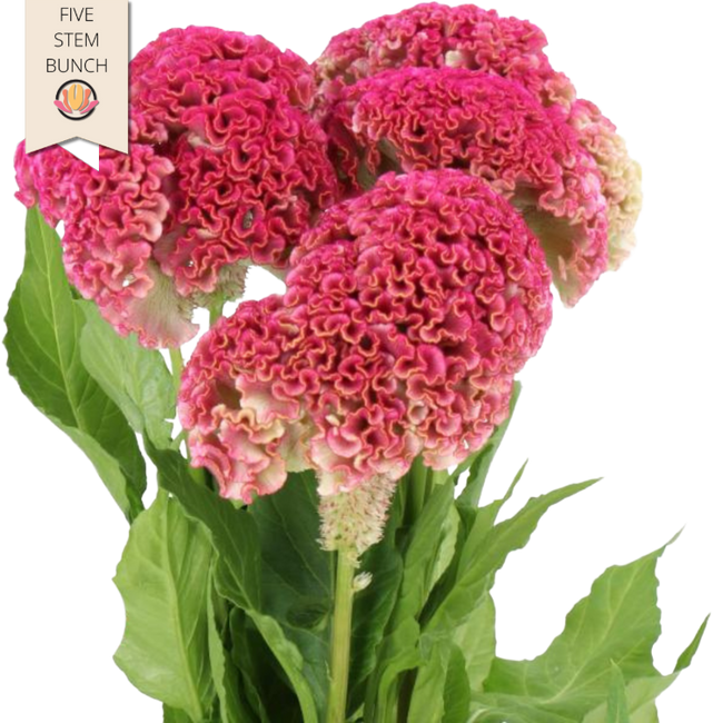Coxcomb Pink  holl