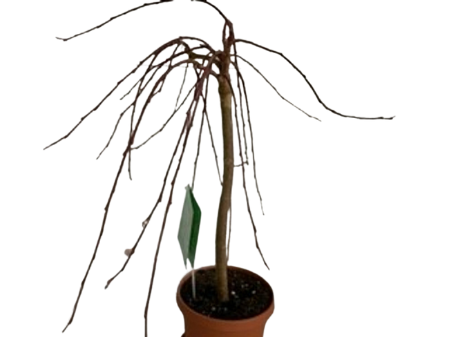 6" Pussy Willow Topiary