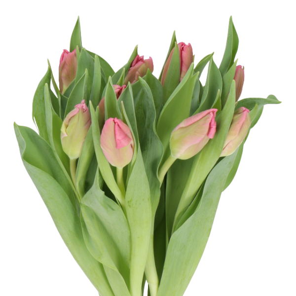 Tulip Pink Parrot holl