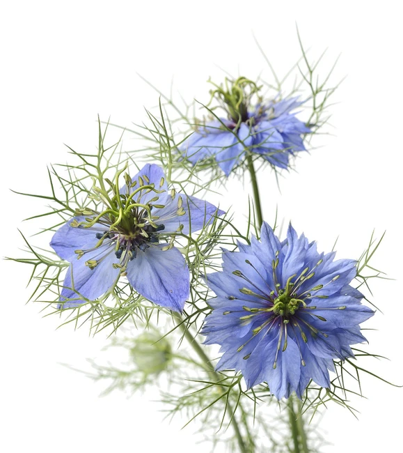 Nigella Blue Sel Esmeralda