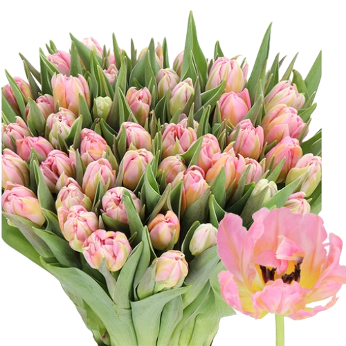 Tulip Dbl Dotcom holl extra