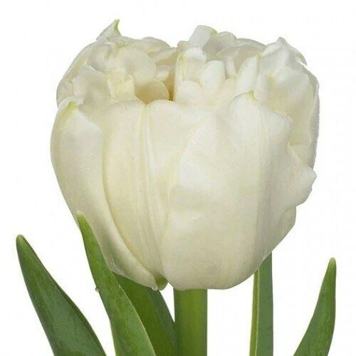 Tulip Iceberg holl xtra