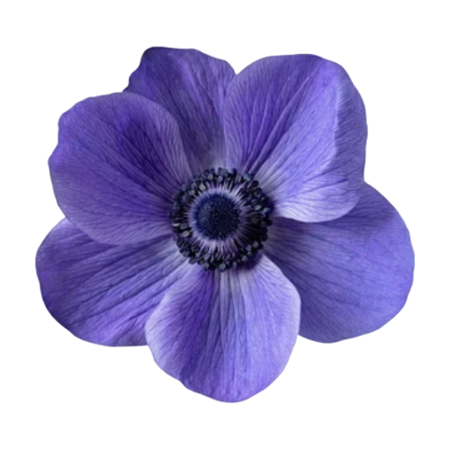 Anemone Blue rio