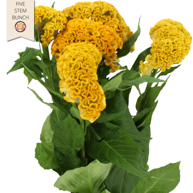 Coxcomb Yellow holl