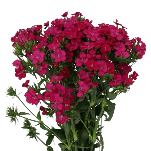 Dianthus Gypsy Hot Pk mellano