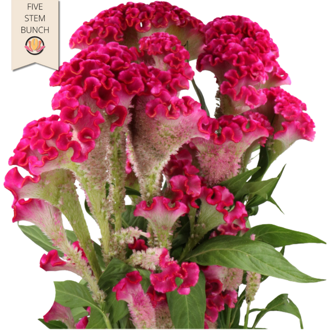 Coxcomb Hot Pink holl (x5 stems)
