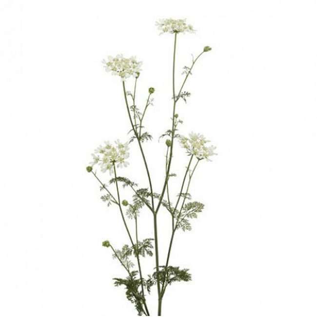 Lace Orylaya green valley