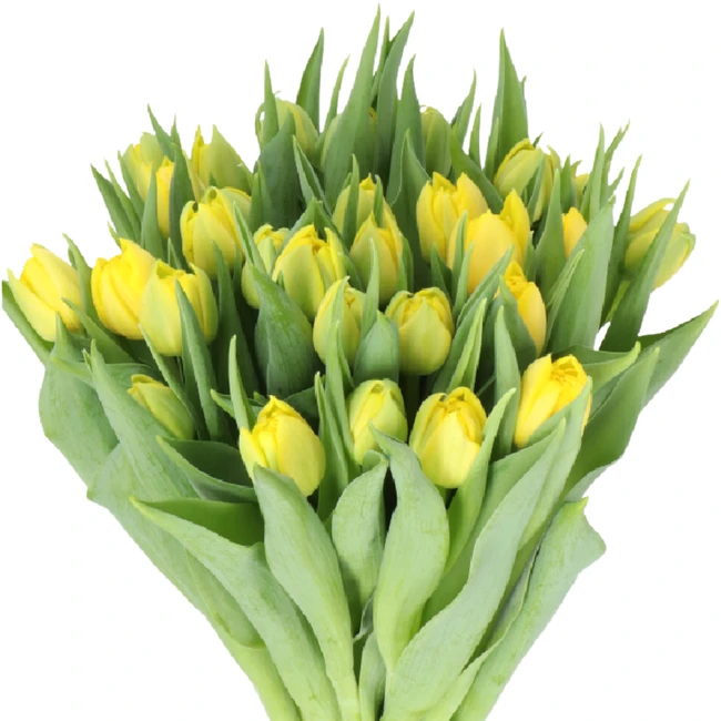 Tulip Dbl Nikon holl
