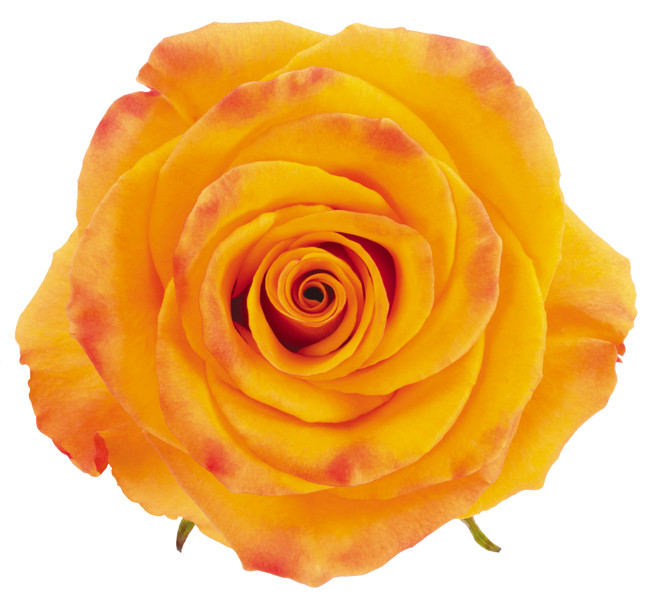 Rose Tycoon 70cm florecal