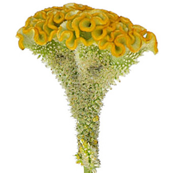Coxcomb Act Inca holl(5st) - COX ACT INCA