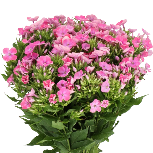 Phlox Senora holl