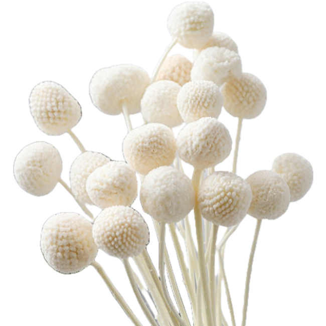 CRASPEDIA Bleached 10ct