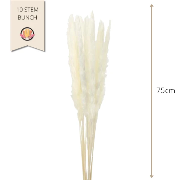 Dried CortaderiaSilvy Bleach H