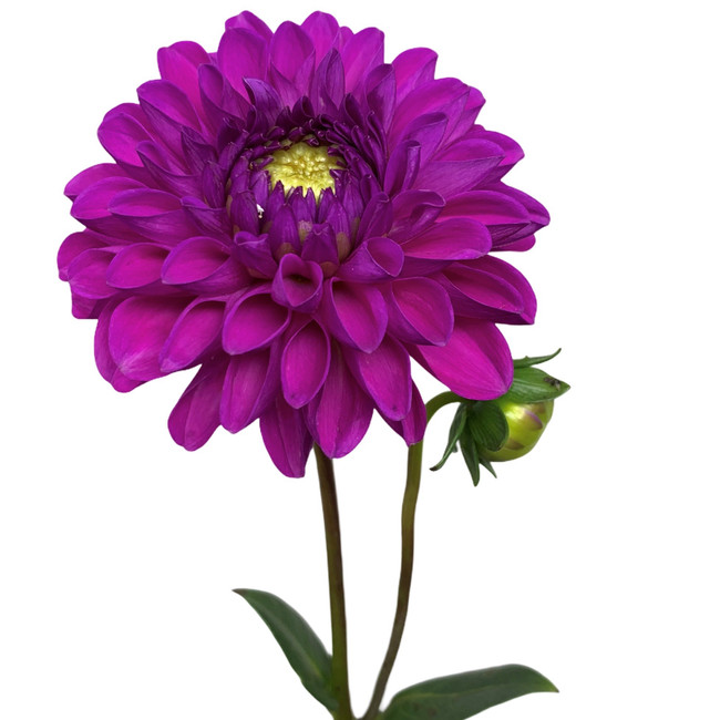 Dahlia Purple Fox holl