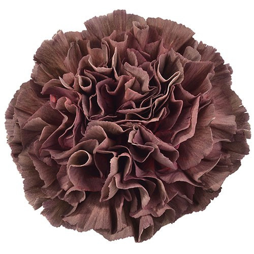 Carn. Sel. Extasis sole