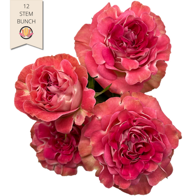 Rose Gdn Nathalie 50cm florecal
