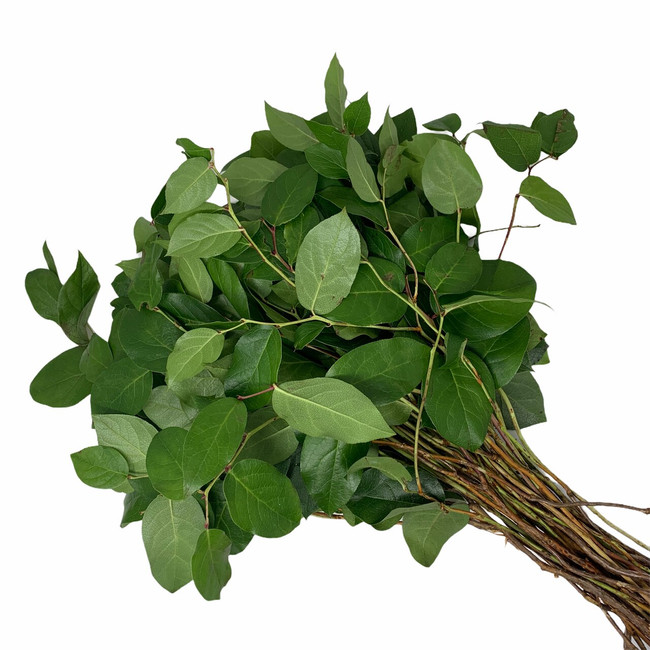 Salal (Lemon Leaf)