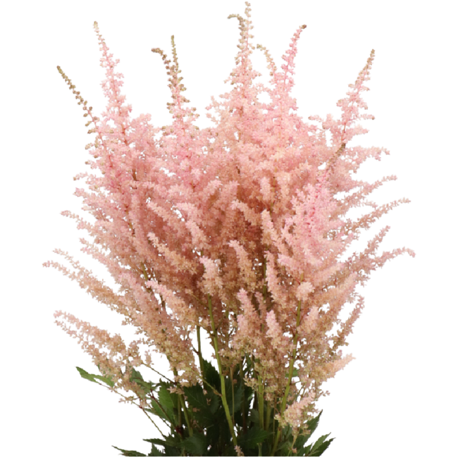 Astilbe Romanze holl(pk)