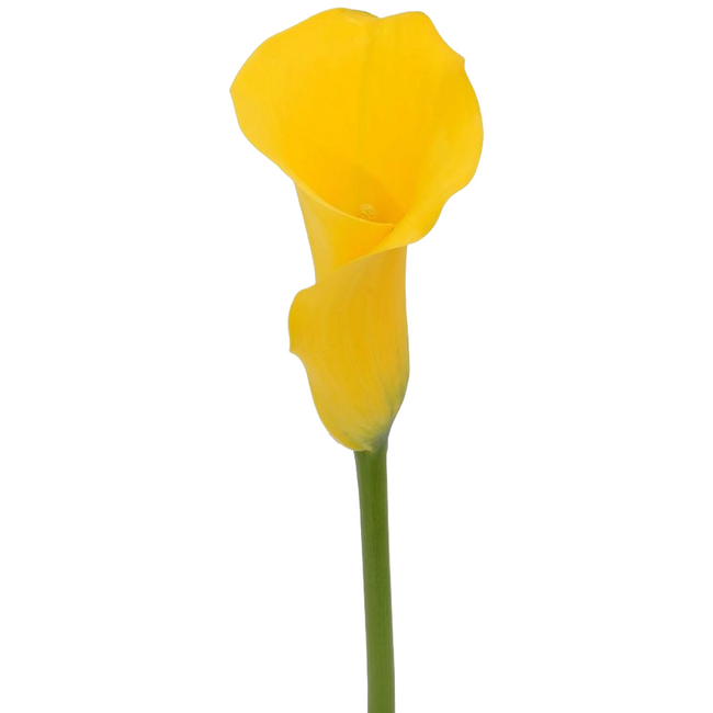 Calla Florex Gold esmeralda