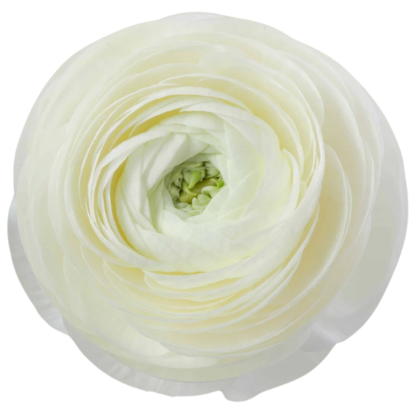 Ranunculus Cream RP