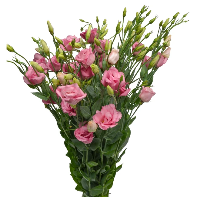 Lissy Pink Local - LIS PINK LOCAL