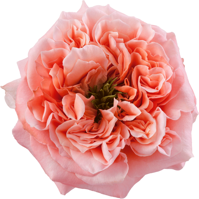 Rose Mandarin Expression 60 rp