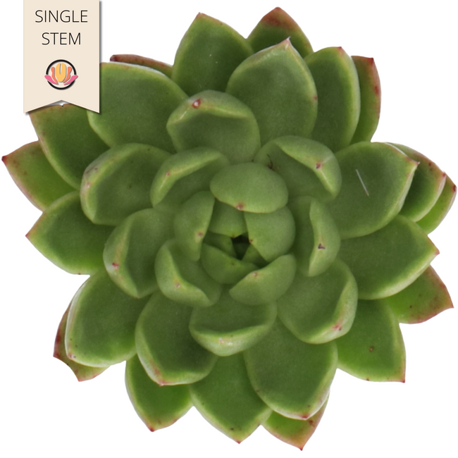 Succulent Miranda (stem), Holex