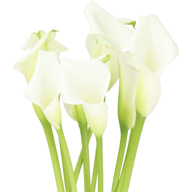 Calla Crystal White 55cm Holl