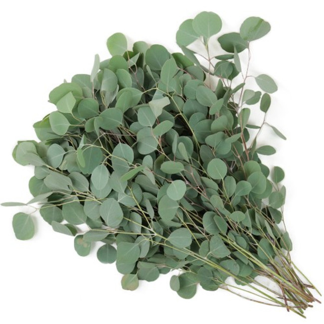 Eucalyptus Silver dollar tutul