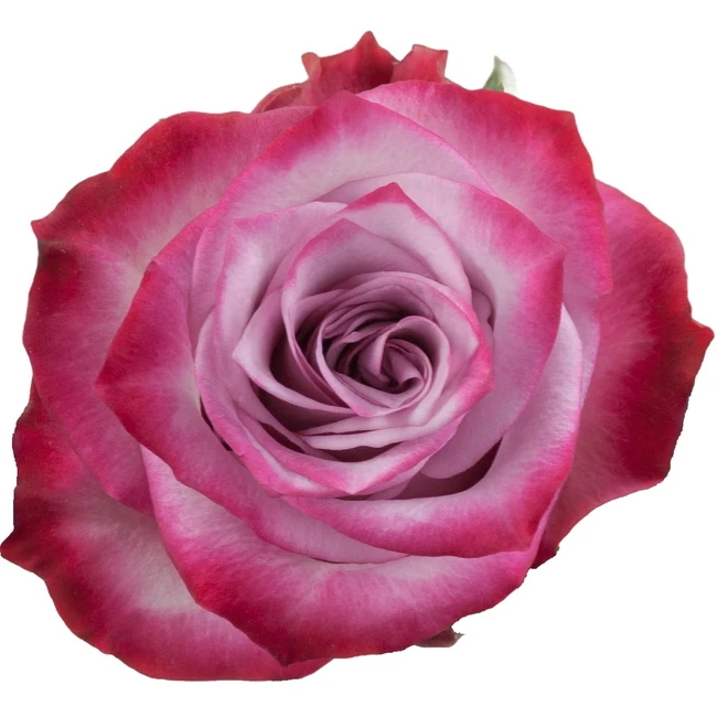 Rose Deep Purple 50cm florecal