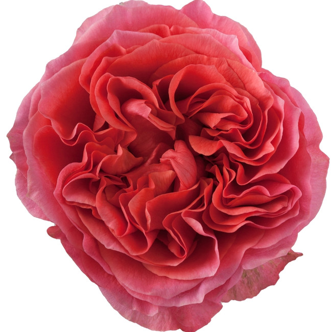 Rose Dark Expression 40cm rprima