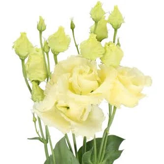 Lisianthus Yellow Israel