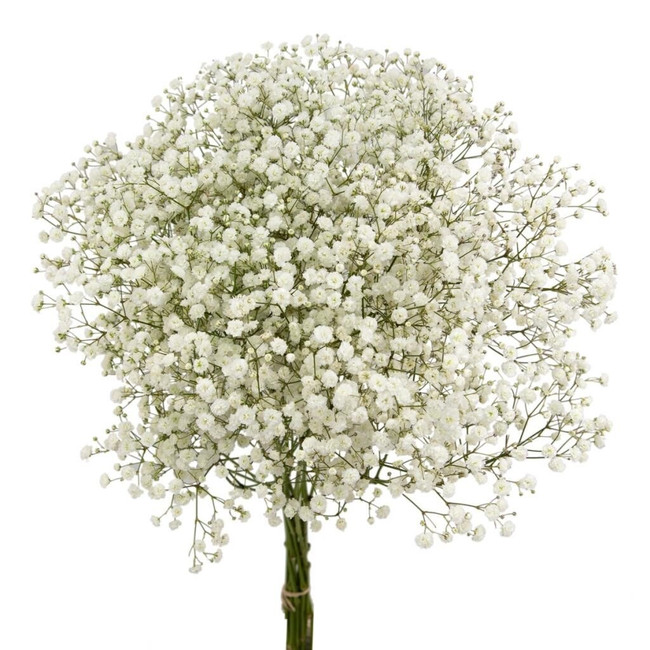 BabysBreath Cosmic Much