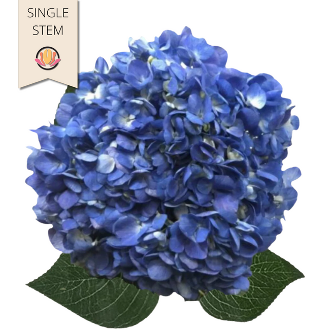 Hydrangea Shocking Blue trilog