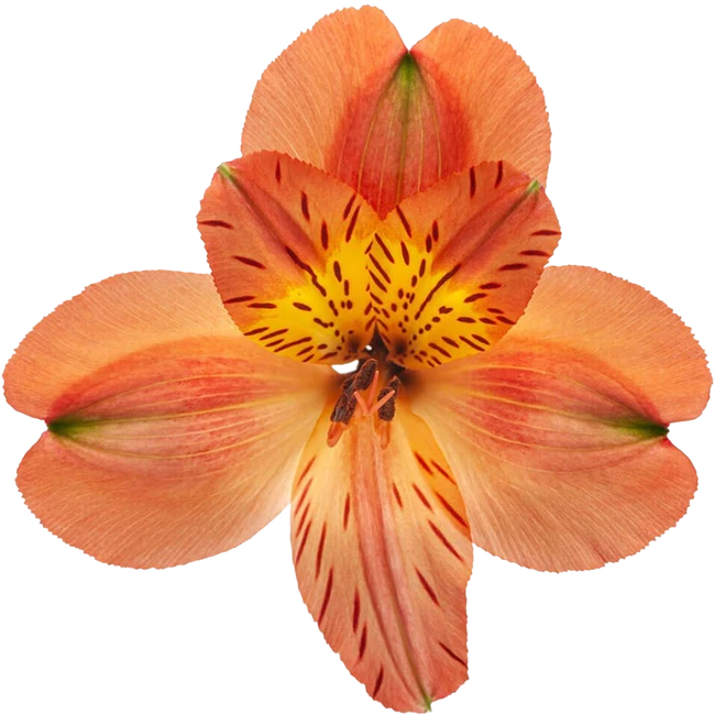 Alstro Orange Sel SOLE
