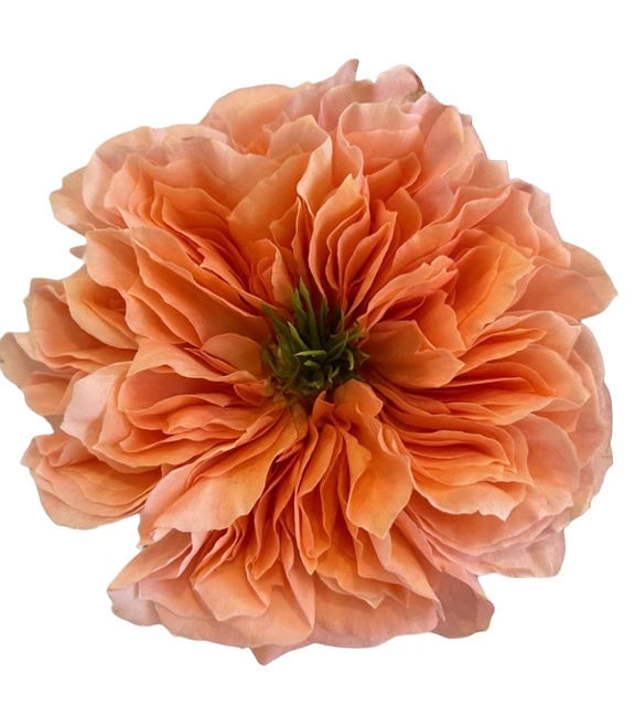 Rose Mandarin Xpression 70cm r
