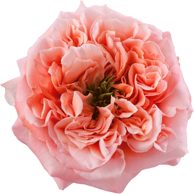 Rose Mandarin Xpression 70cm r