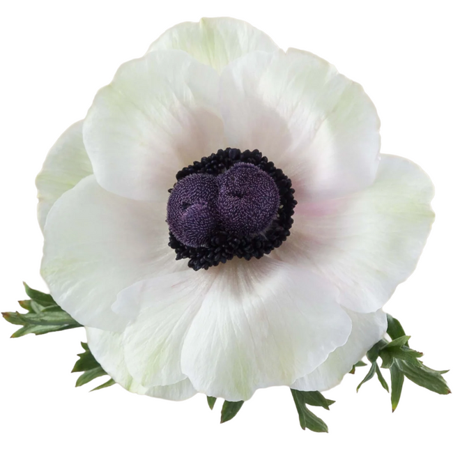 Anemone White Panda RP