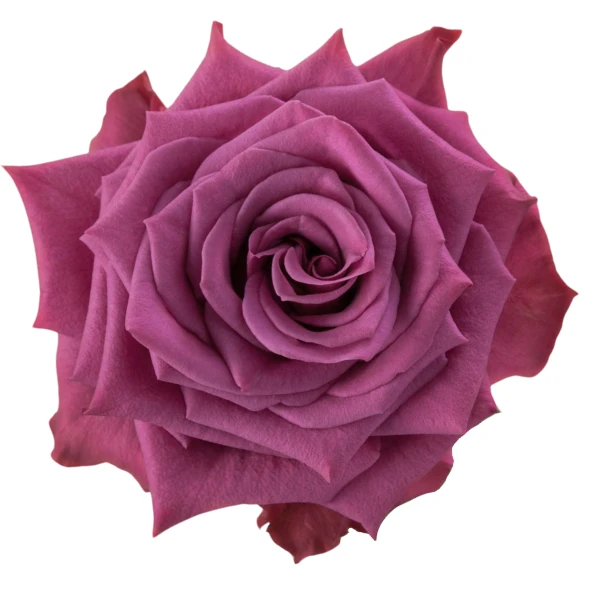 Rose Blueberry 50cm florecal