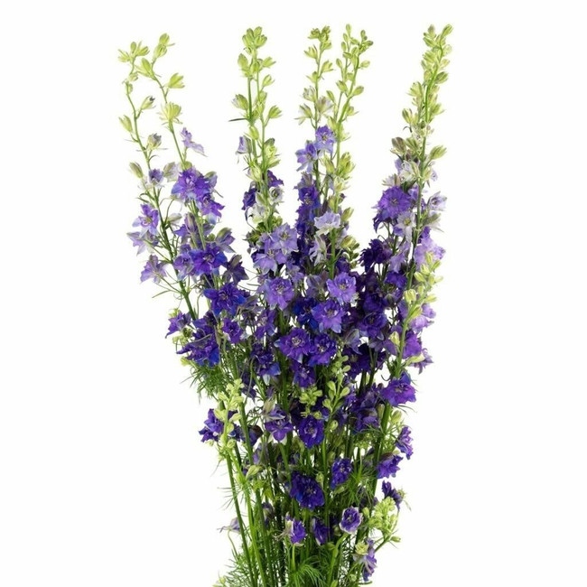 Larkspur Purple sole