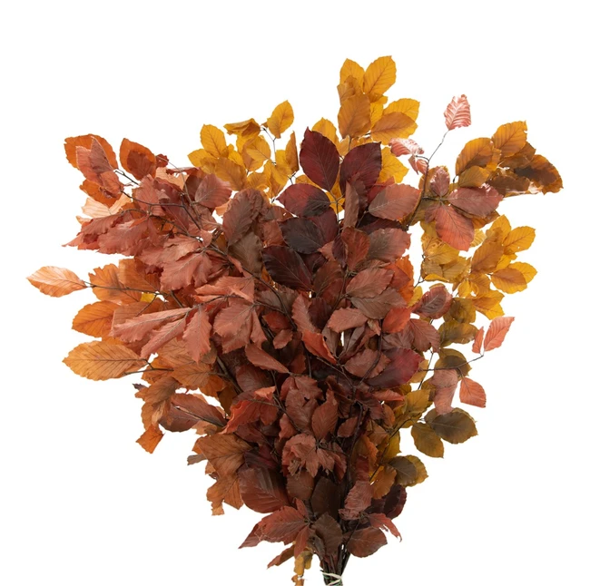 Dried CopperBeech Rainbow HOLE