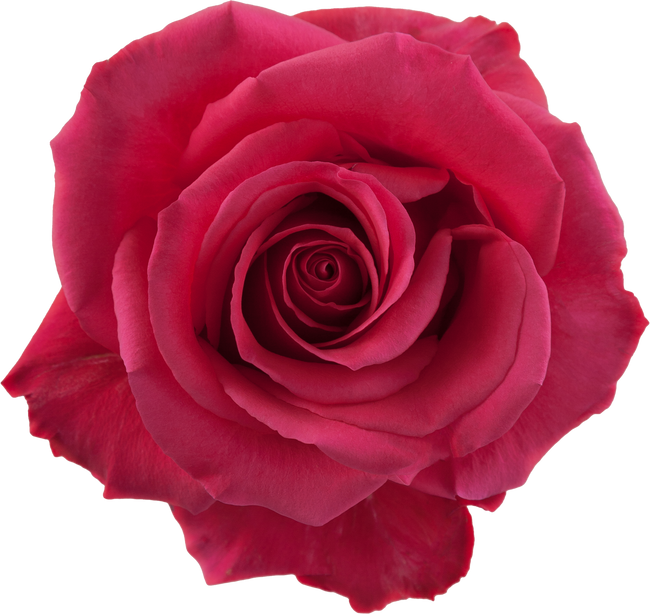 Rose Pink Floyd 50cm Florecal
