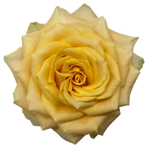 Rose Turtle 50cm. Florecal