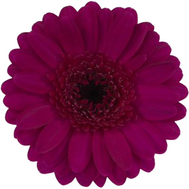 Germini Impact canada