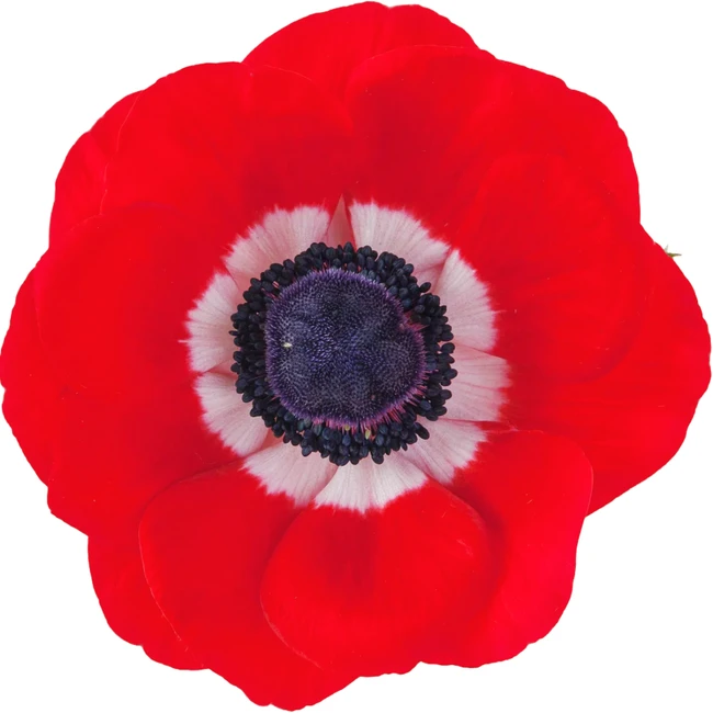 Anemone Red rprima