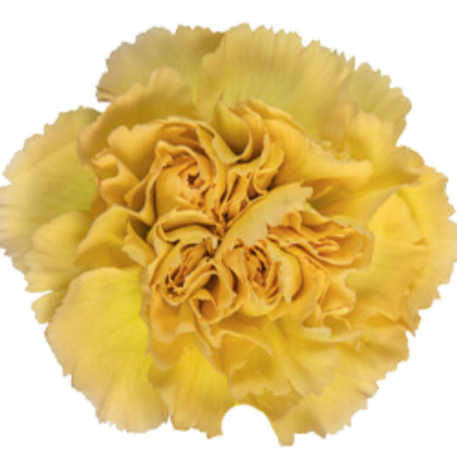 Carn. Sel. Mustard Terra sole