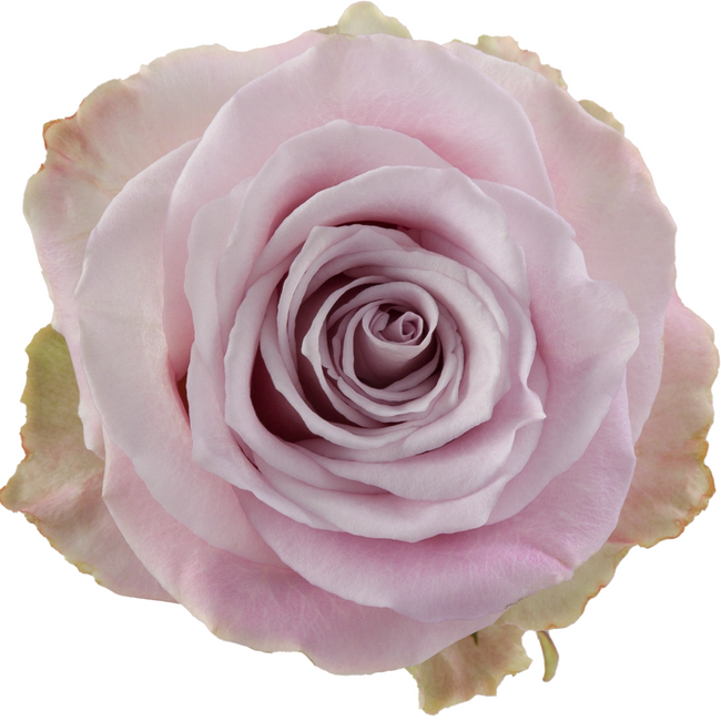 Rose Faith 50cm Florecal