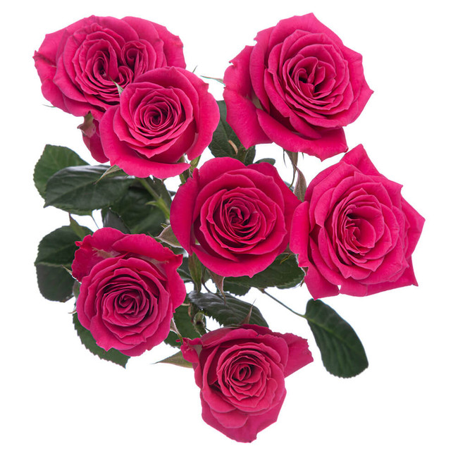 Rose Spray Fire Up Rosaprima